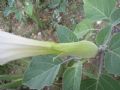 Datura innoxia